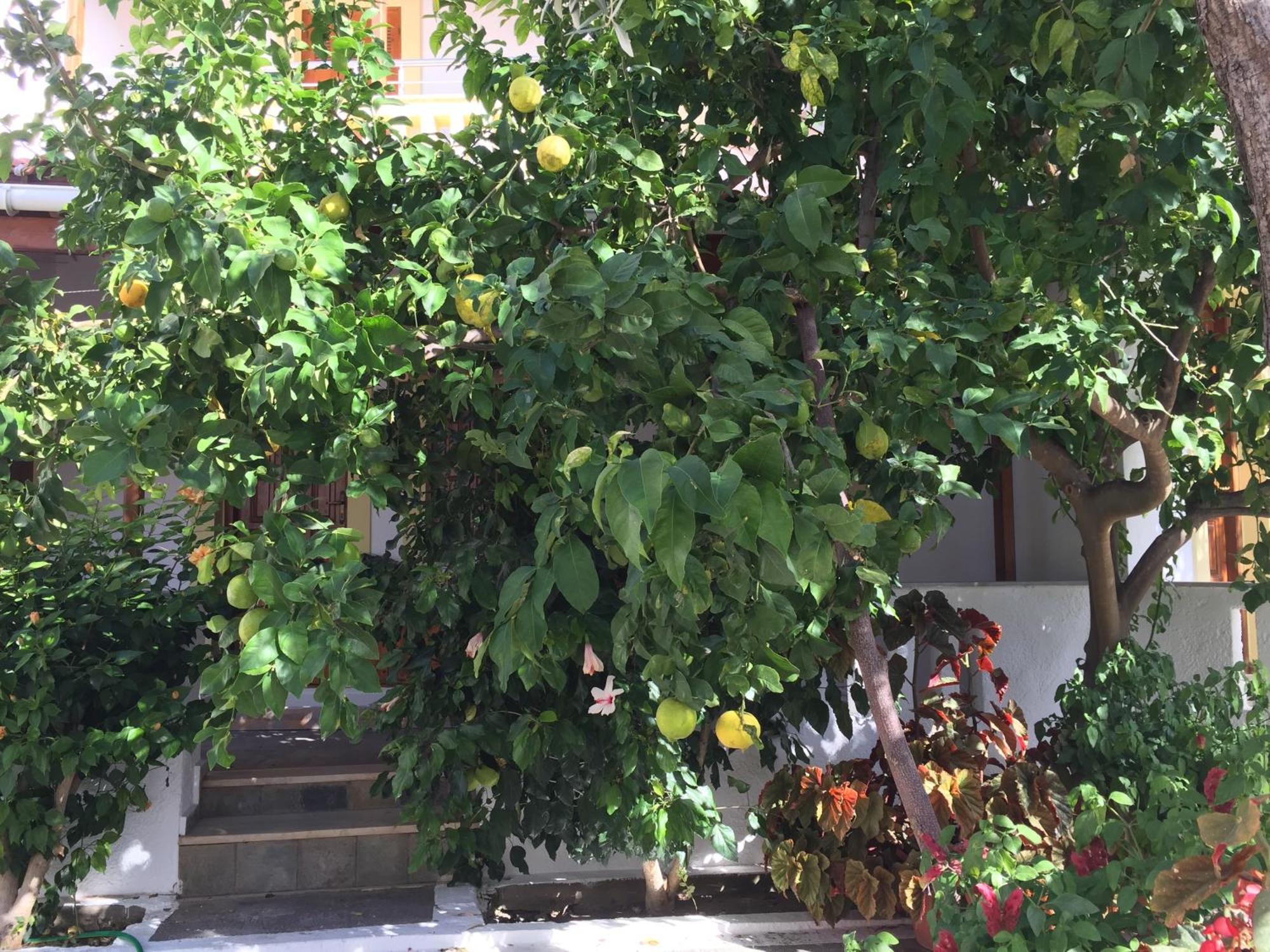 Livanina Apartments Kampos Marathokampou Bagian luar foto